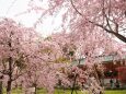 平安神宮のしだれ桜