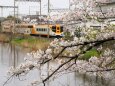 郡山城の桜と近鉄特急