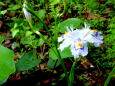 ツワブキ背景シャガの花
