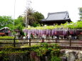 藤の花咲く春の神社
