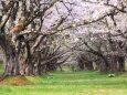 雫石川園地の桜並木