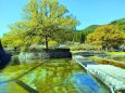 新緑の岩国吉香公園