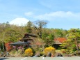 春の忍野八海