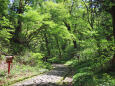 大神山神社参道 新緑