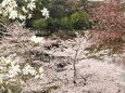 浮見堂の桜