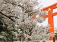 岡崎公園の桜と大鳥居