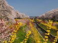 白石川堤の桜