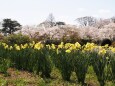 白石城の桜と水仙