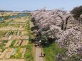 白石川堤の桜