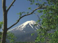 新緑に富士山