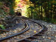 色づく森林鉄道