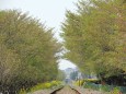真岡鉄道 桜から緑のトンネルへ