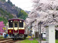 桜の中を走る わたらせ渓谷鉄道