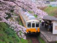 田舎の駅に咲く桜