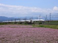 レンゲ畑と新幹線