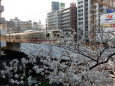 京王線と桜