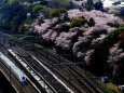 飛鳥山の桜とE7系新幹線