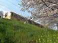 桜と電車
