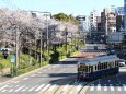 飛鳥山公園の桜と都電9000形