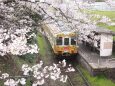 桜とひまわり電車