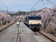 電気機関車と桜