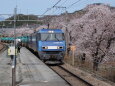 貨物電車と桜