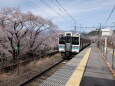 普通電車と桜