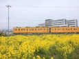 菜の花畑とローカル電車