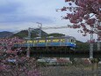 河津桜に一番電車