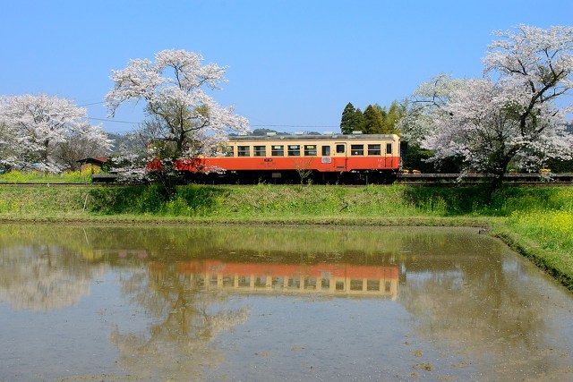 桜咲く春の小湊鉄道 飯給駅