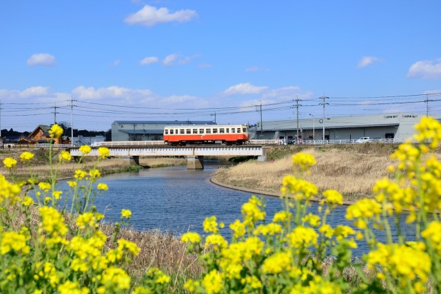 懐古 菜の花咲く春の鹿島鉄道