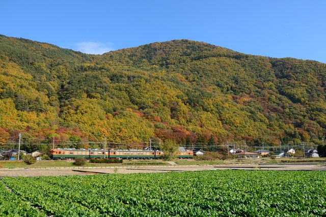 紅葉の中を走る湘南色169系