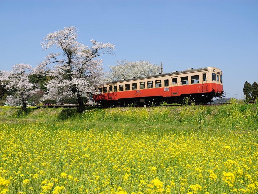 小湊鉄道 桜と菜の花