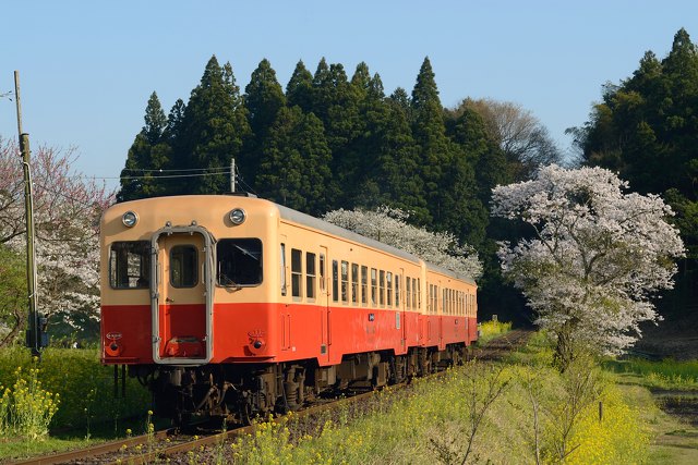 桜咲く春の小湊鉄道