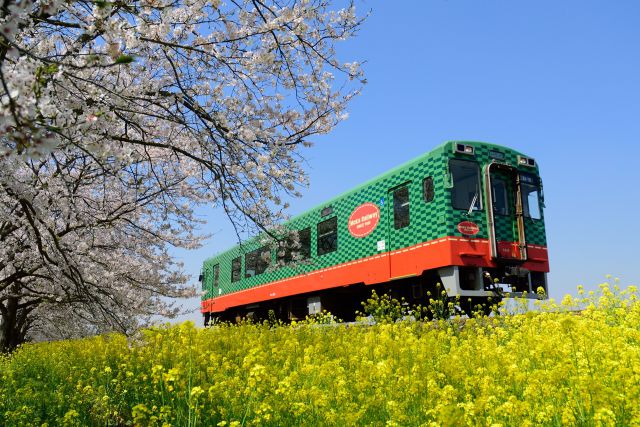 春の真岡鐵道 桜と菜の花の競演