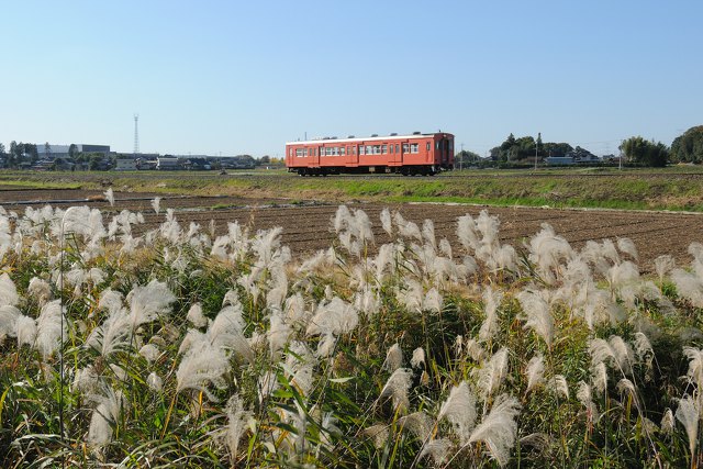 輝くススキとキハ101