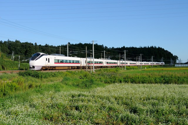 蕎麦の花とE657系