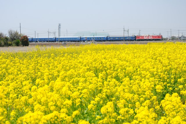 菜の花とEF81 95黒磯訓練