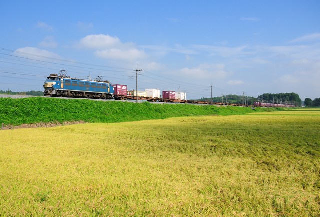 黄金色の稲とEF66貨物列車