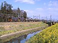 菜の花と東武貨物