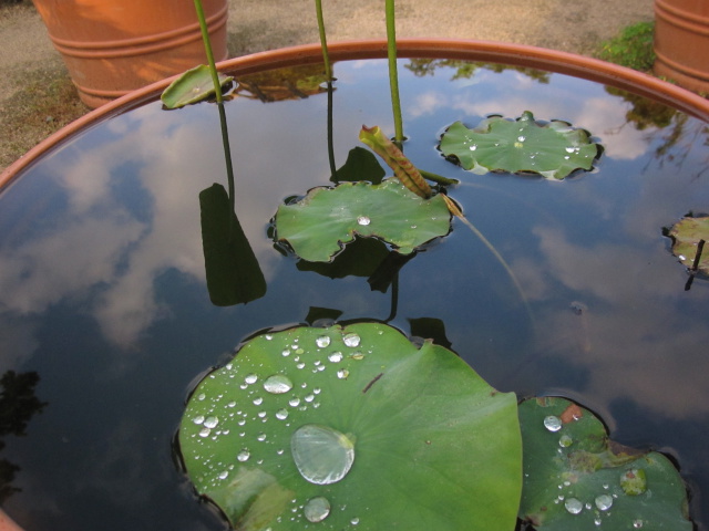 水玉と青空