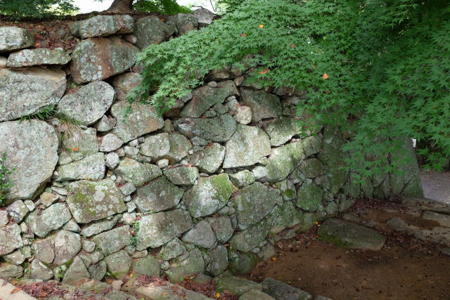 津山城の石垣とカエデ