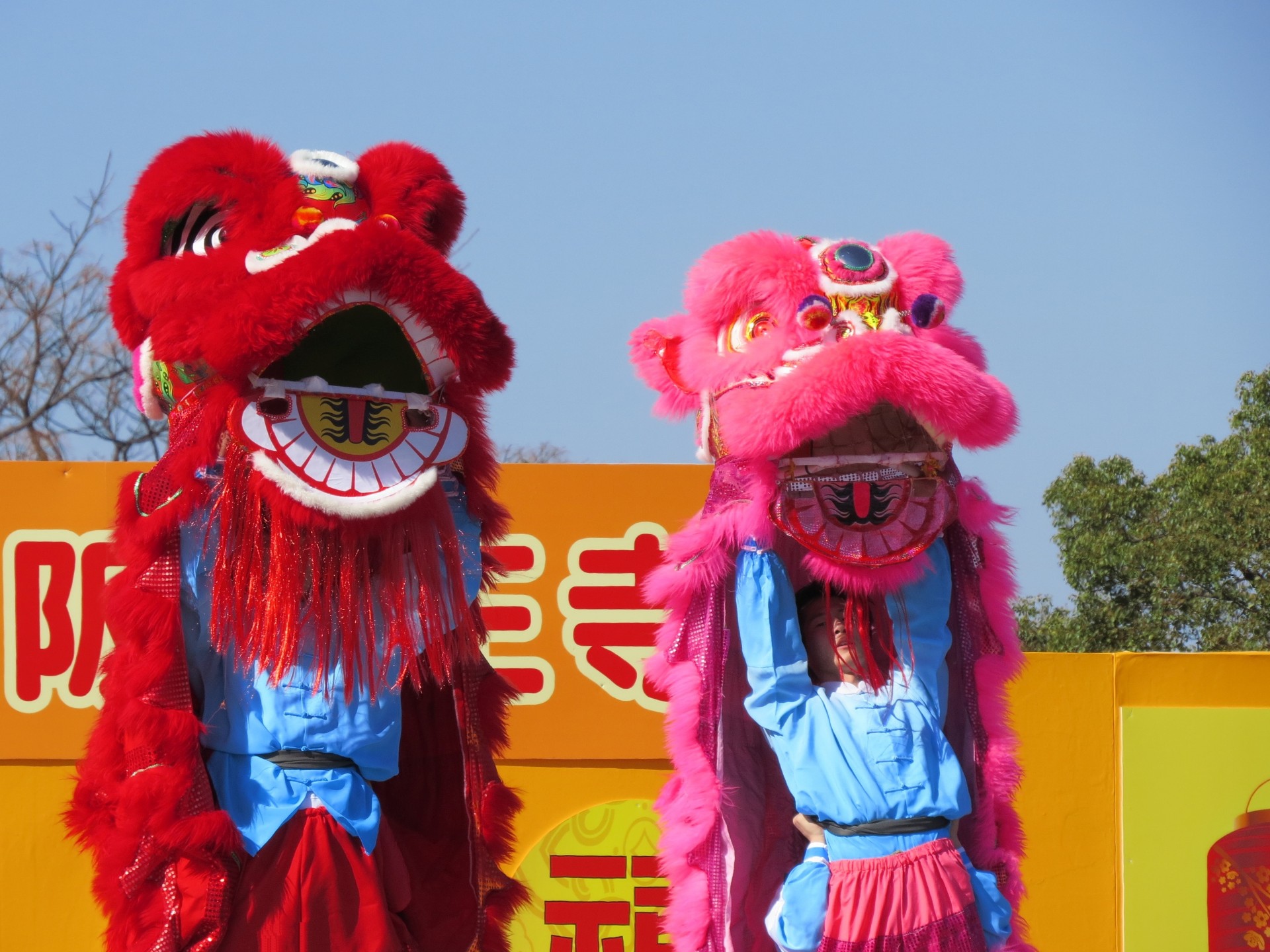 その他 春節祭獅子舞ピンクと赤獅子 壁紙19x1440 壁紙館