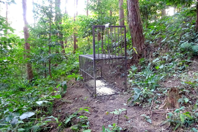 里山で イノシシ君おいでよ