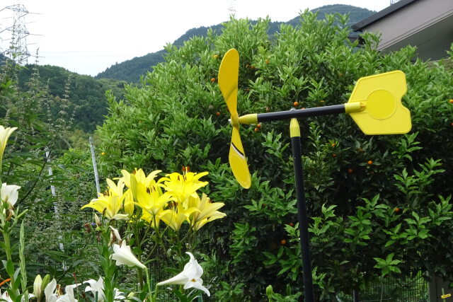 ユリの花と風向き風車