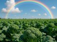 ブロッコリー畑