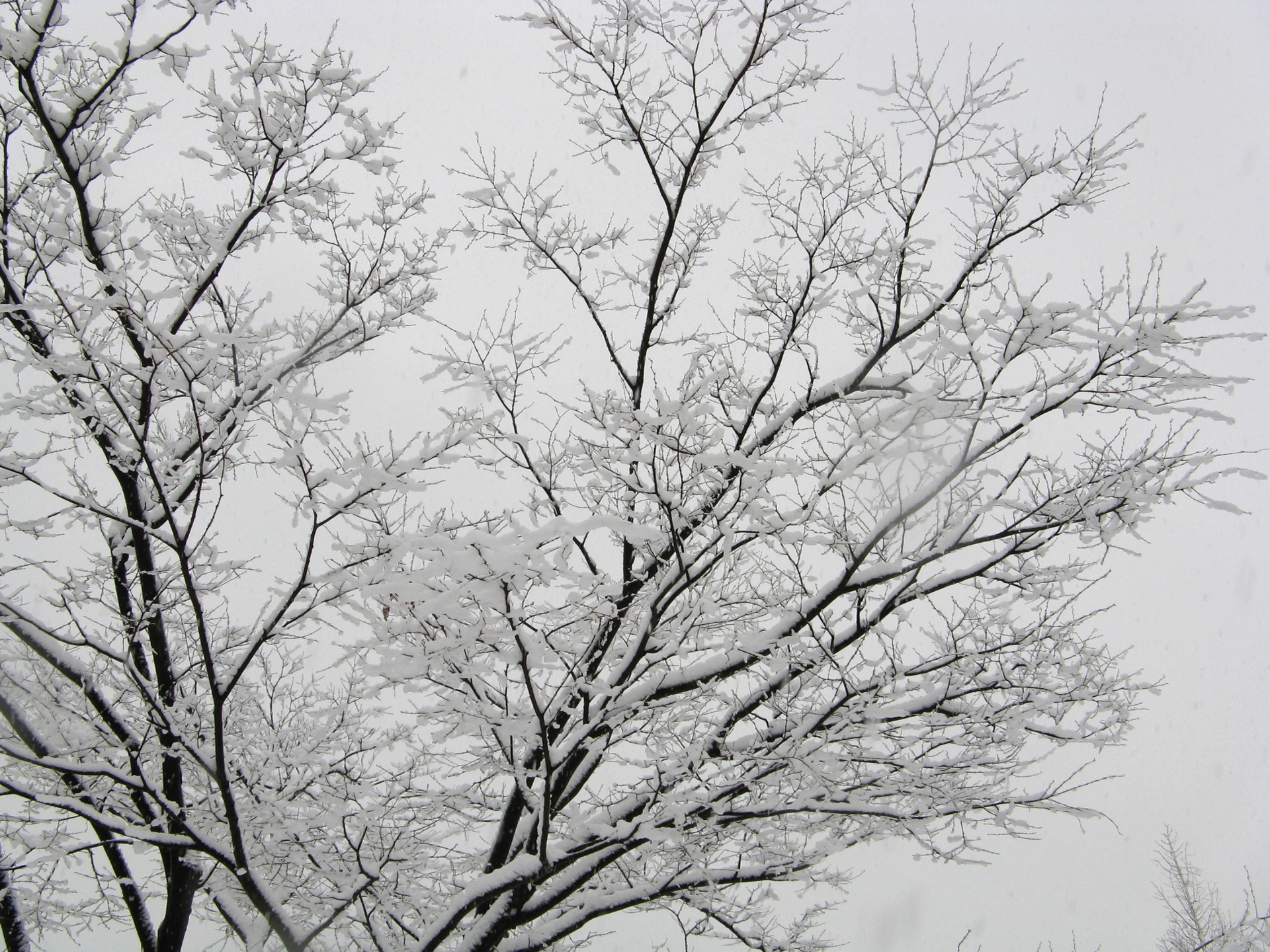 その他 木に降る積もる雪 壁紙19x1440 壁紙館