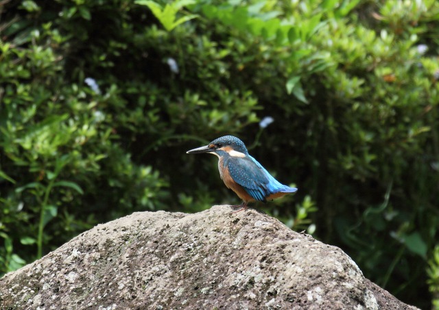 カワセミ幼鳥