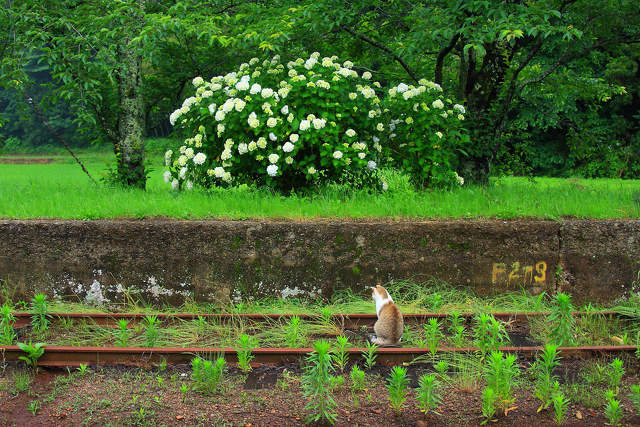 鉄猫