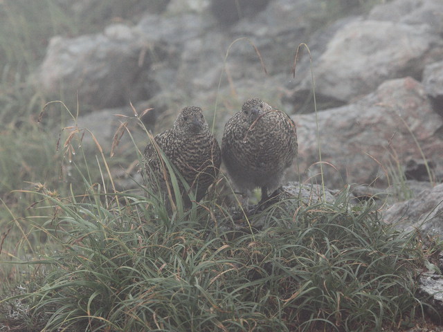 天狗のチビ雷鳥